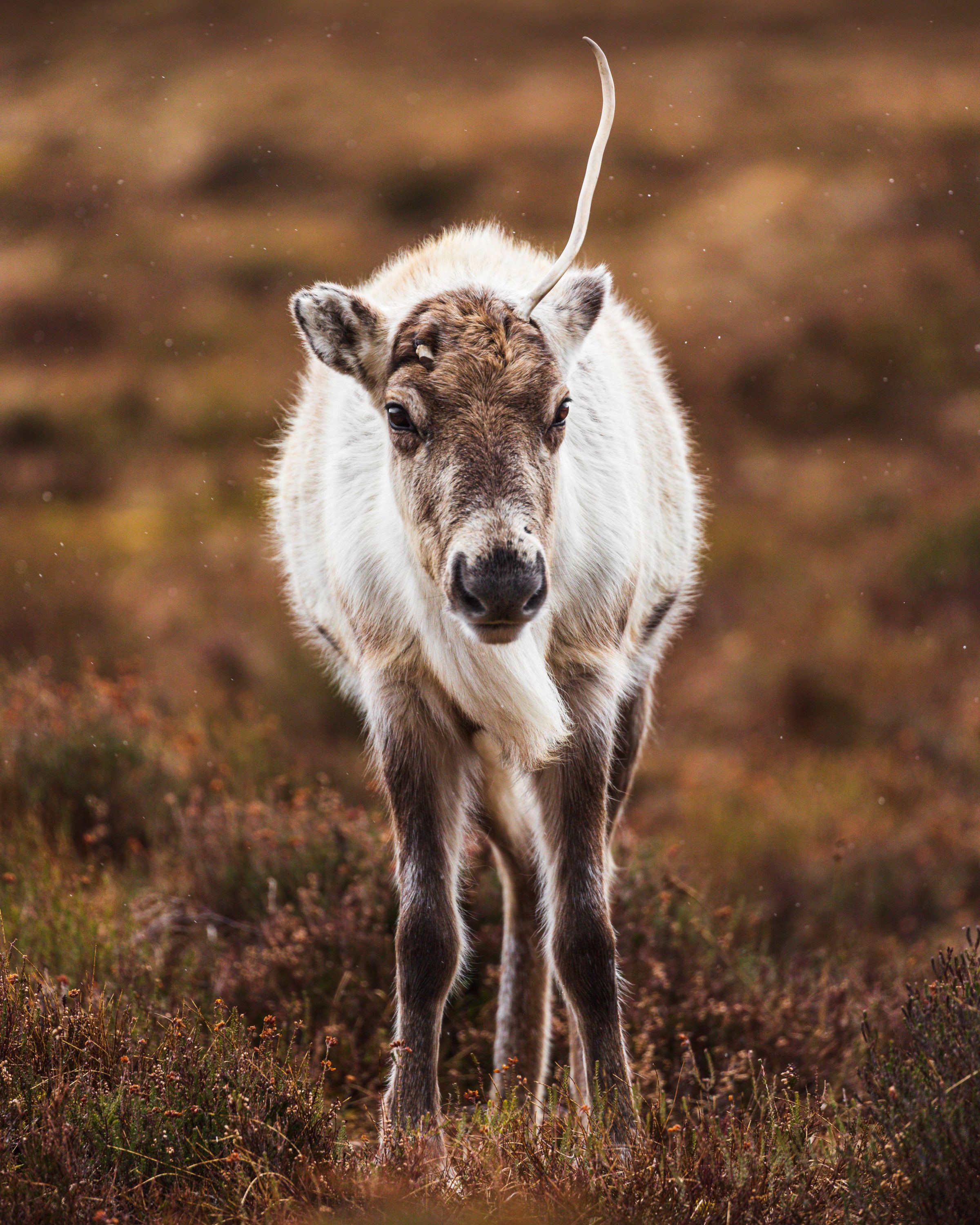 Raindeer calf portrait single antler